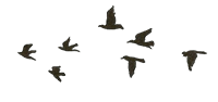 birds
